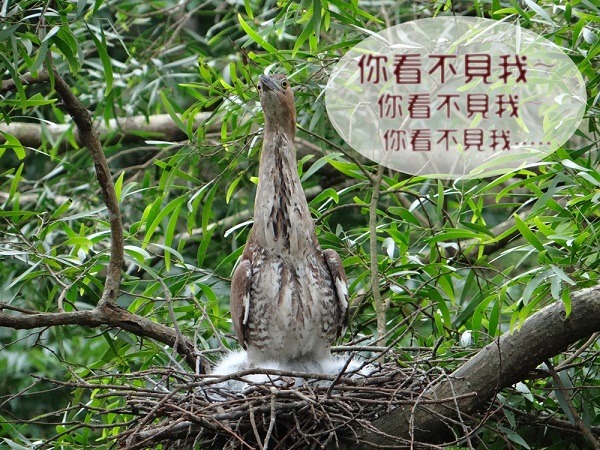 黑冠麻鷺的擬態，就是靜止不動……　台北市立動物園/提供