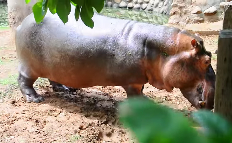 阿河將送至台北動物園解剖。　擷取自youtube
