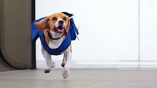 如果你在機場時,有隻米格魯朝你狂奔而來,你會擔心是不是帶了違法物品。 翻攝自youtube影片