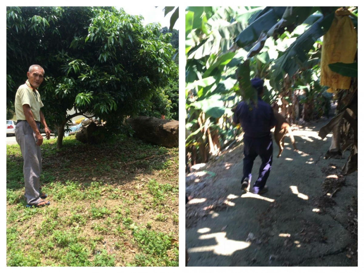 前天台中發生一起男童遭流浪狗群攻擊命危的慘劇,左圖為男童遭攻擊之事發地點、圖中黃衣阿伯為目擊者。 動保處/提供
