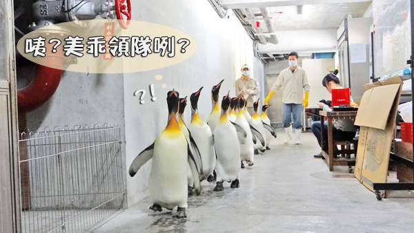 Take 2! 重新整隊一次後，沒想到走到一半卻突然被中斷了。　台北動物園/提供