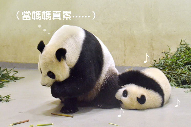圓圓每天都要陪圓仔玩，相當辛苦。 台北動物園提供