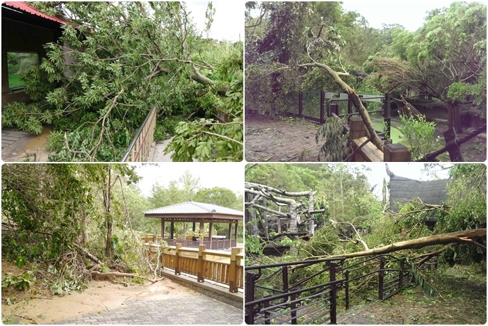 (左上) 非洲區獅子展場遊客面樹木倒塌、(右上) 雨林區馬來貘展場倒木、(左下) 溫帶區馬來長吻鱷預定展場對面土石崩塌、(右下) 雨林區人猿展場前木棧道倒木。 台北動物園/提供