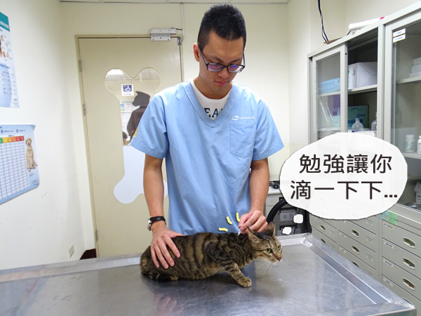 台灣拜耳公司贊助台北市動物之家1000劑貓咪專用體內寄生蟲驅蟲滴劑！　台北市動保處/提供