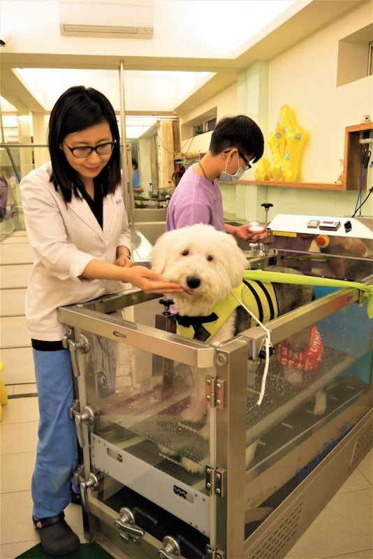 ALMA艾爾瑪動物醫院獸醫林欣怡具有美國獸醫復健專科認證，自2010年開業至今已經透過復健幫助不少犬貓！　艾爾瑪/提供