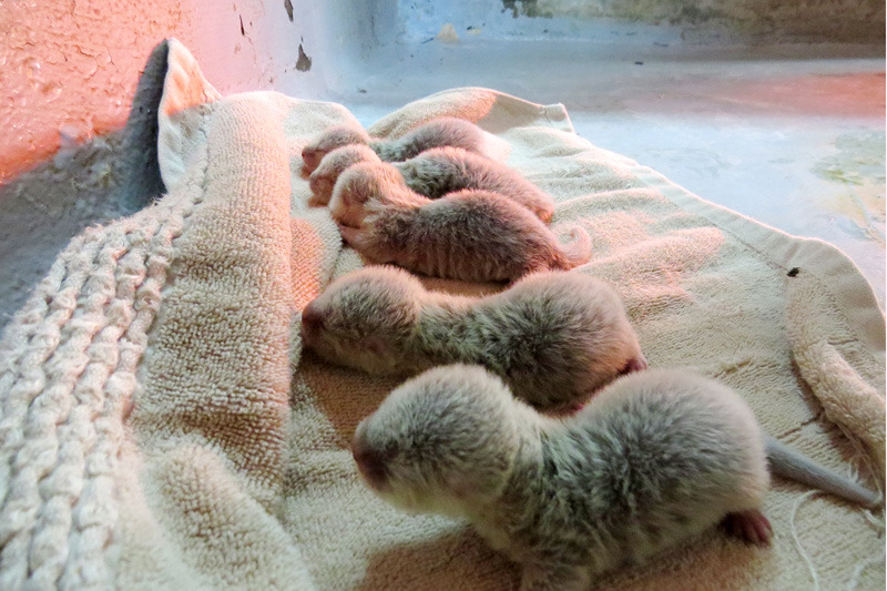 台北市立動物園小爪水獺Nina晉升新手媽媽，11月中剛生下了5隻水獺寶寶！　台北動物園-鍾嘉能/攝