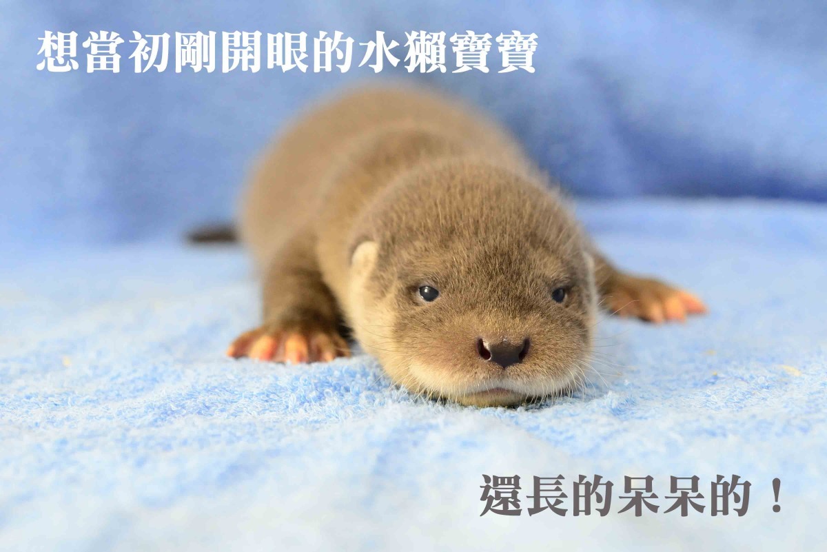 想當初兄弟倆還這麼小~~~　台北動物園/提供