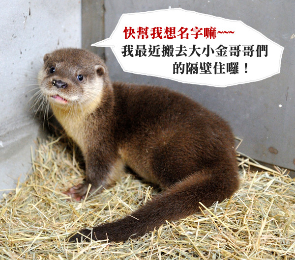 動物園邀請大家一起發想創意的名字喔! 台北動物園/提供