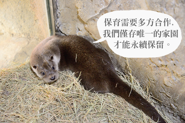 保育需要各單位各司其職，盡自己能力做好分內事情。　台北動物園/提供