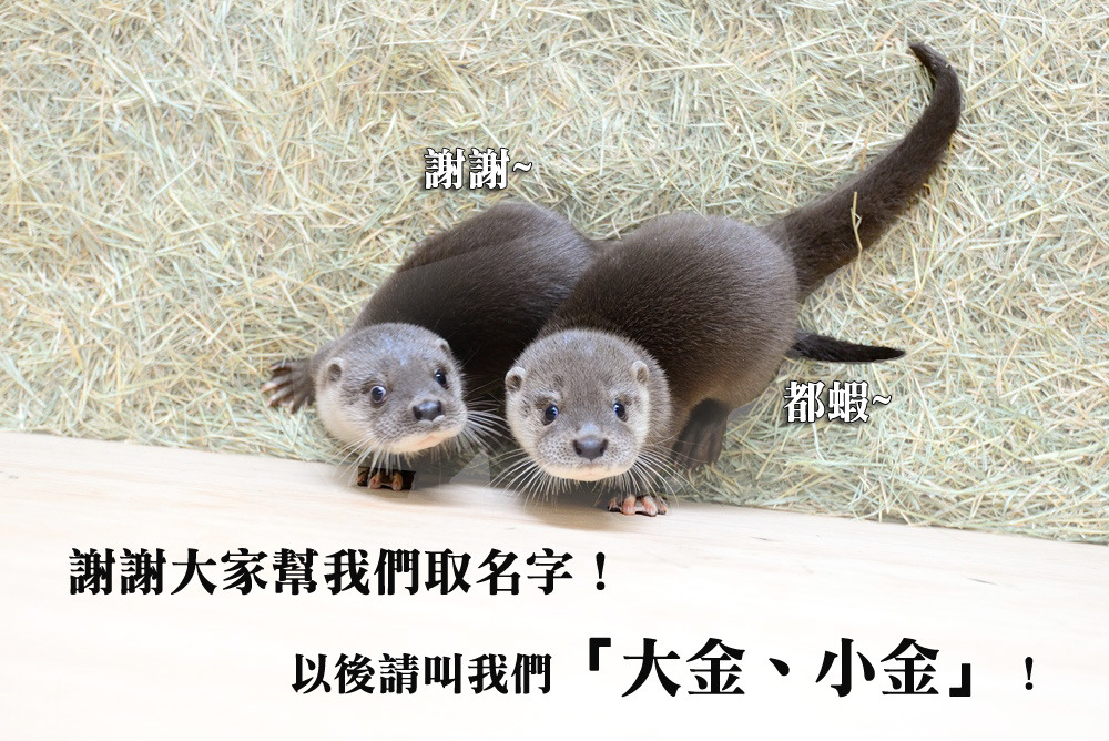 歐亞水獺兄弟以後要叫大金小金囉！ 台北動物園/提供