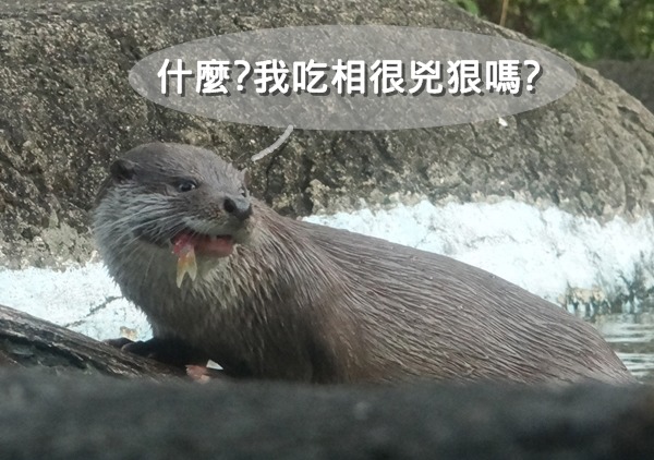 「恩?你說我吃相很兇狠嗎?」 動物園/提供