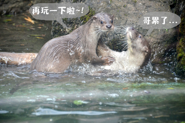 金門歐亞水獺3兄妹日前挑戰新食材，兄弟倆挑戰成功、妹妹失敗～　動物園/提供