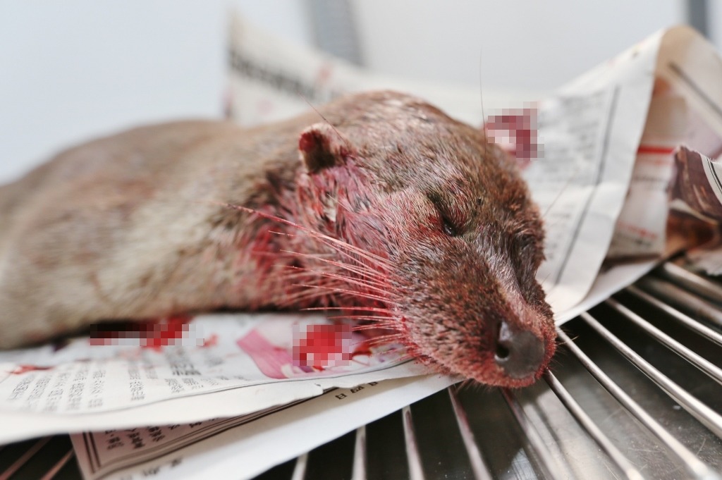 這次遭到路殺的水獺為雌性亞成體，死因還需要學者後續調查。　縣政府/提供