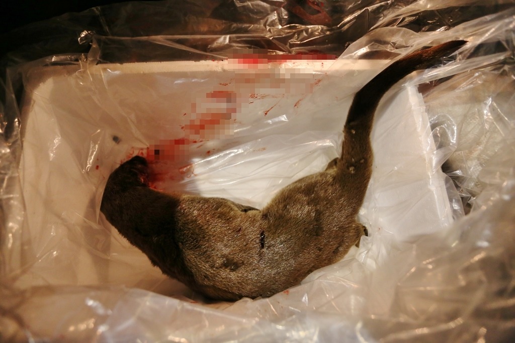 短短3天內，累積了2起歐亞水獺遭到路殺的事件，縣政府也呼籲民眾開車經過水域周遭時，一定要減速慢行！　縣政府/提供