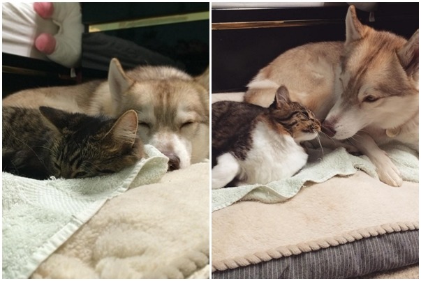 一起睡覺感情好。　取自lilothehusky