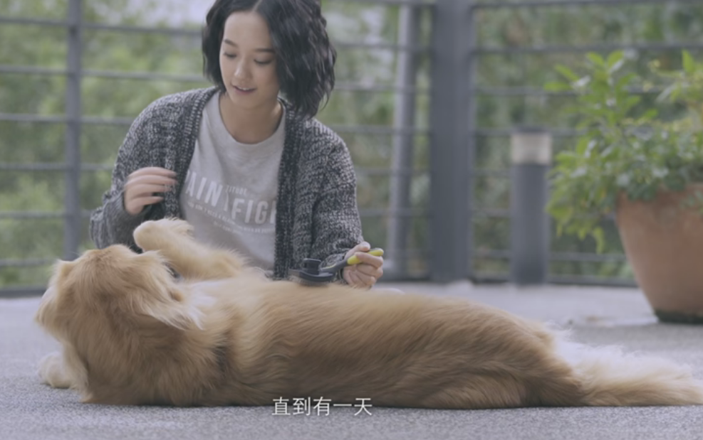 寶貝狗協會以教育宣導為己任，今年情人節也推出微電影「我的終身伴侶」，相當感人。　擷取自影片