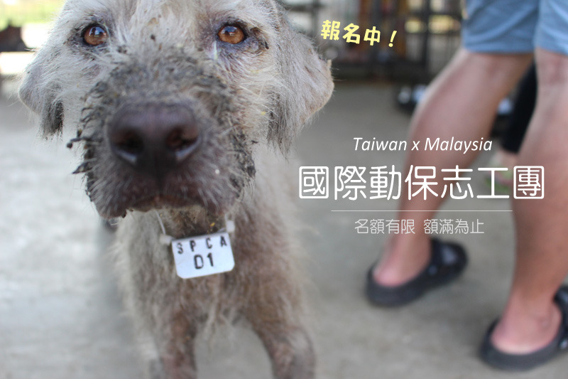 中華民國保護動物協會年底將舉辦台馬國際動保志工團，名額有限報名從速！　李娉婷/攝