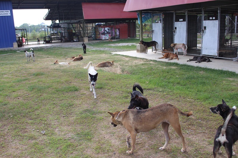 山打根防止虐待動物協會的保育場及狗狗們，也是交流行程之一。　李娉婷/攝