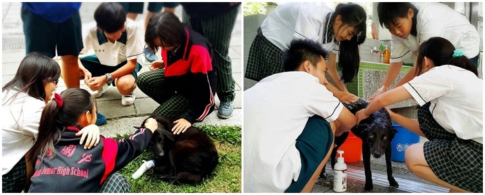 左營國中學生組成志工隊，負責協助照顧校犬的生活起居，是相當棒的生命教育。　謝秀吟/提供