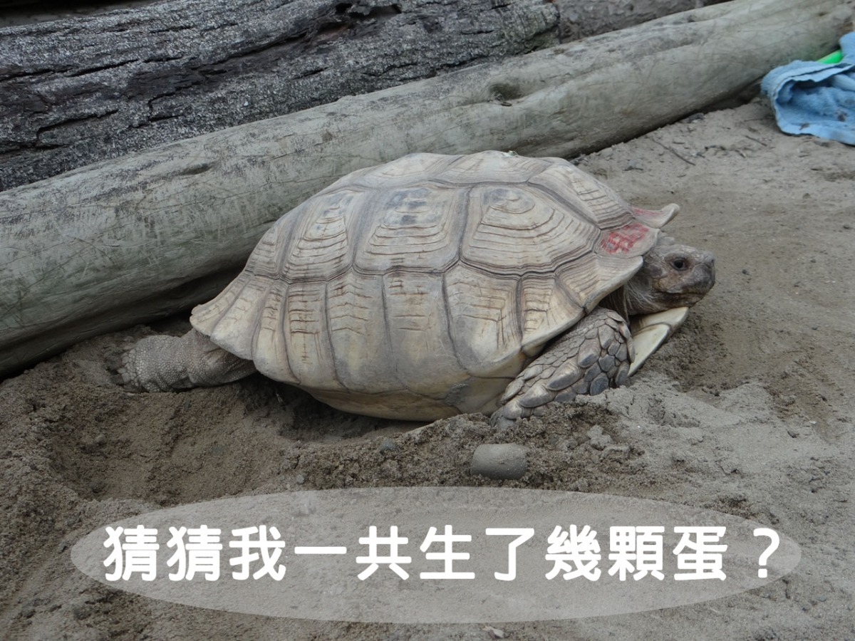 台北動物園現在正值陸龜繁殖季，蘇卡達象龜阿美日前也貢獻15顆卵！　台北動物園/提供