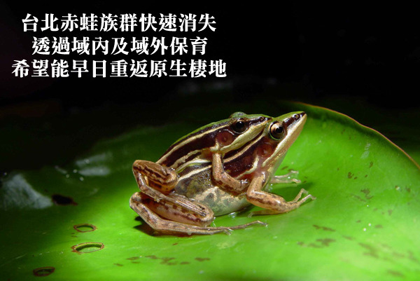 台北赤蛙近10餘年來,因為棲地破壞及農藥污染原因族群數量快速減少。 台北動物園/提供