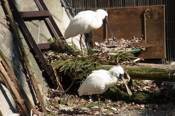 台北(上)跟黃黃(下)，及牠們的巢。　台北市立動物園提供