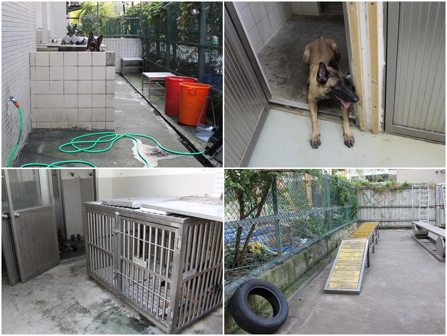 (左上、左下圖)6間犬舍分室內外,各關一隻狗;(右上圖)室內犬舍空間對大型犬明顯不足;(右下圖)室外的小活動區域。 何宜/攝