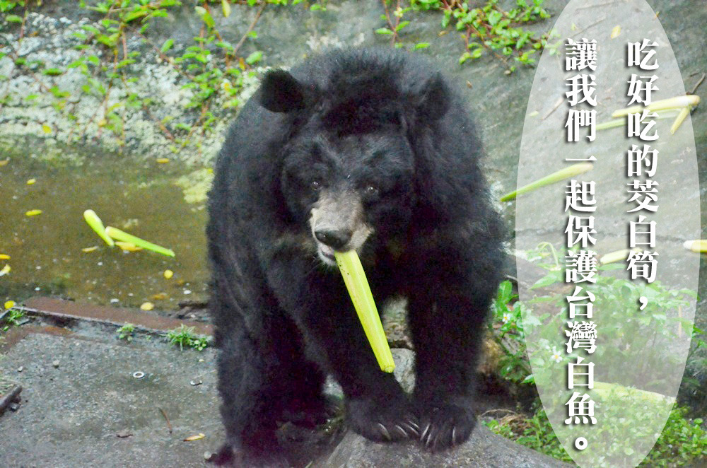 台灣黑熊呼籲一同保護台灣白魚，首先要從生態維護做起。