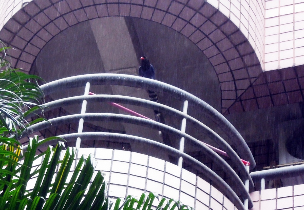 出現在民宅的台灣藍鵲。   李海瑞/攝
