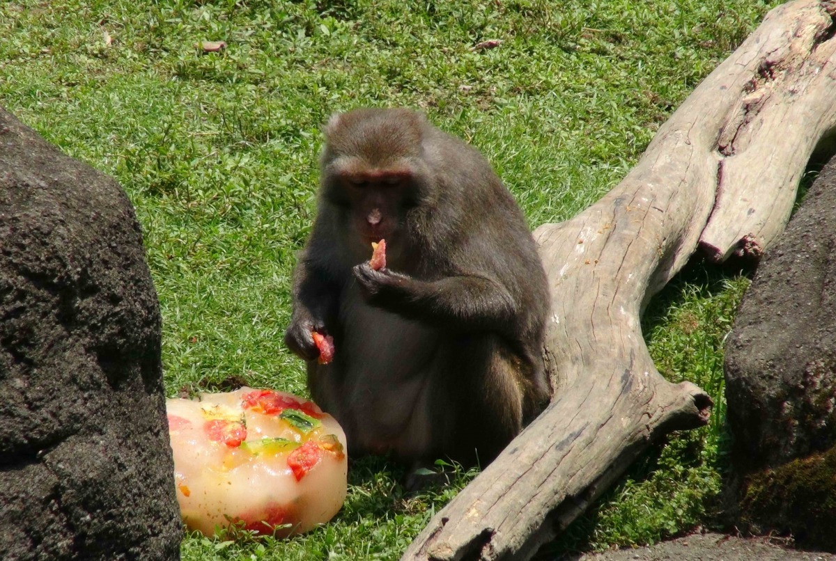 動物園每當到了夏天，就會啟動冰果室，替食性不同的動物製作行為豐富化的冰品。　台北動物園-李毓文/攝