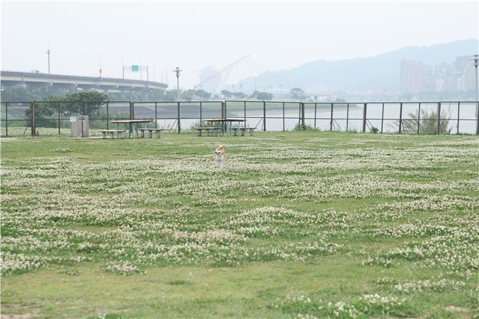 迎風狗河濱公園位於河濱公園旁，到晚上10點都還有路燈喔！　台北市動保處/提供