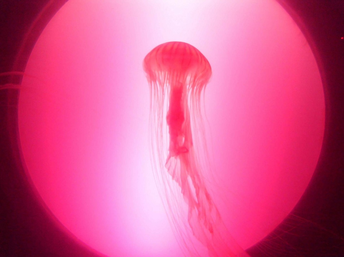 第二名:攝於斯卡伯勒海洋生物保護區的水母。 /Rebecca Taylor