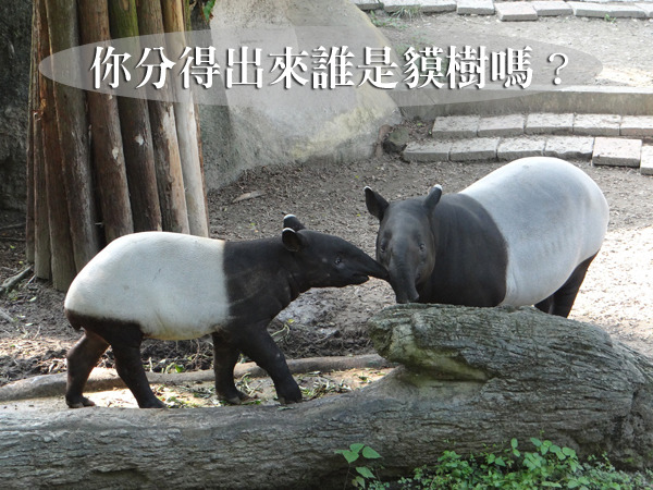 貘樹和媽媽站在一起時，已經越來越像了呢！　台北動物園/提供