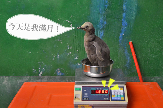 上個月剛出生的企鵝寶寶今天滿月，體重已經有2公斤！　台北動物園/提供