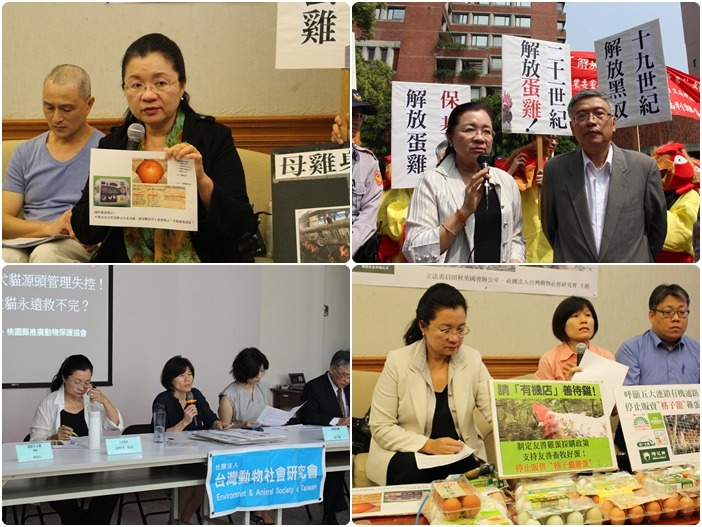 一向相當關心動物福利雞蛋議題的立法委員田秋堇。　何宜、李娉婷/攝