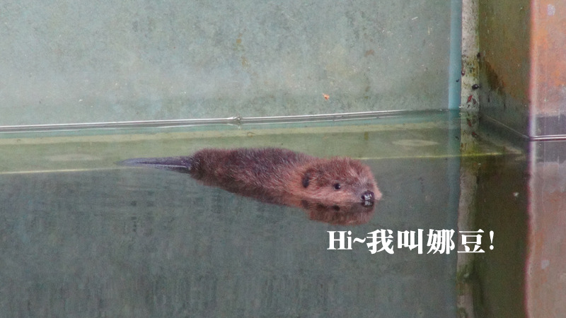 天生就是游泳高手。　台北動物園-李毓文/攝