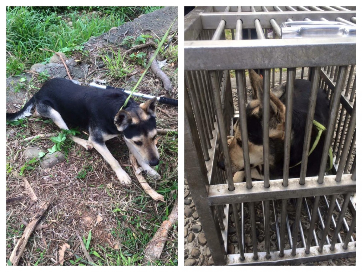 為了營造校園更好的環境，學校也開始和社團合作，圖為東海五劍客其中一隻，前陣子在社團與校方交通安全組的合作下，請獸醫協助吹箭並將狗狗絕育。   取自米克斯動物關懷社