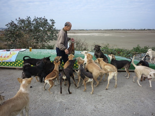 TNVR若沒有有效的管理，很容易造成更多人把狗棄養至該處，數量暴增後就會產生許多問題。　台灣動物新聞網資料照(蕭士塔/攝)
