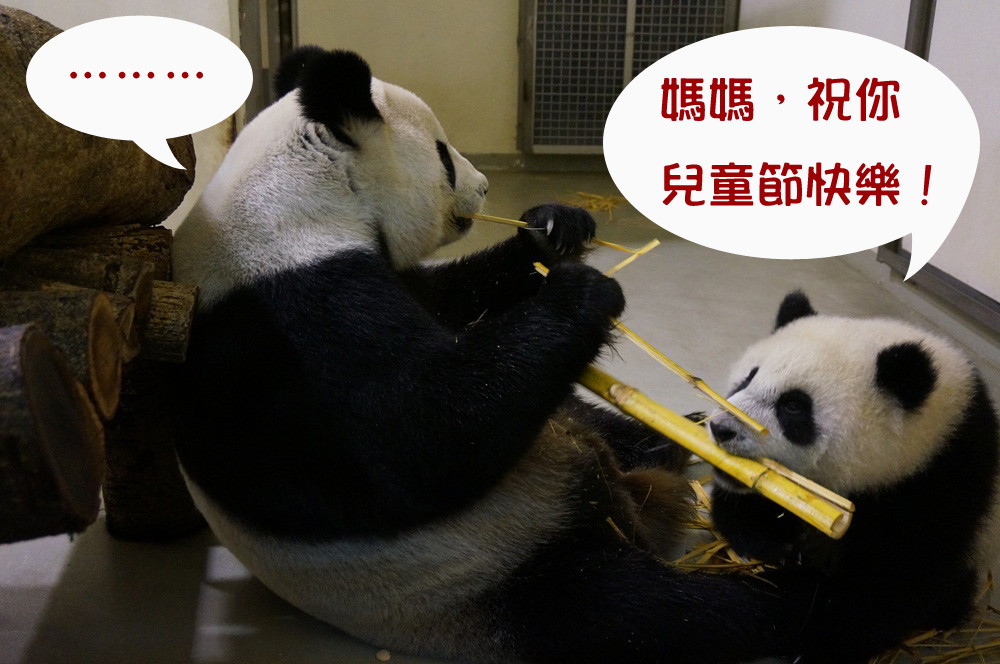 圓仔偷走媽媽的食物。 文/設計旁白　圖/台北市立動物園