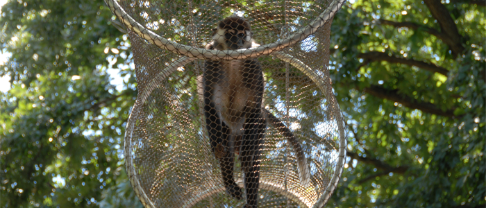 賓州動物園的樹梢步道(Treetop Trail)，動物悠哉的步行其中。 取自賓州動物園官網