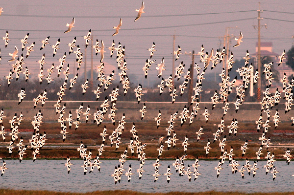 布袋鹽田的反嘴鴴群。　中華鳥會/提供(蘇銀添/攝)