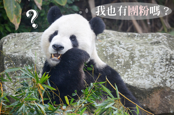 爸爸團團表示：「我也有自己的專屬團粉嗎？」　動物園/提供