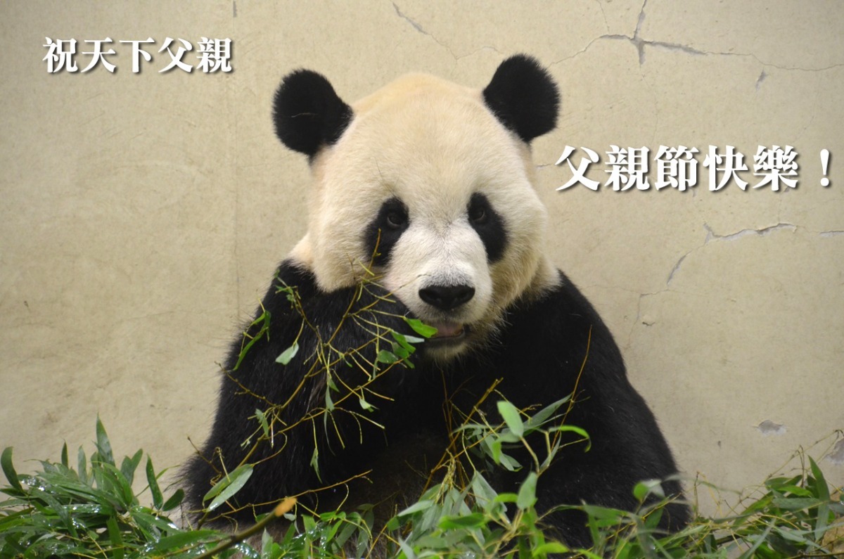 團團享用父親節竹子大餐！　台北動物園/提供