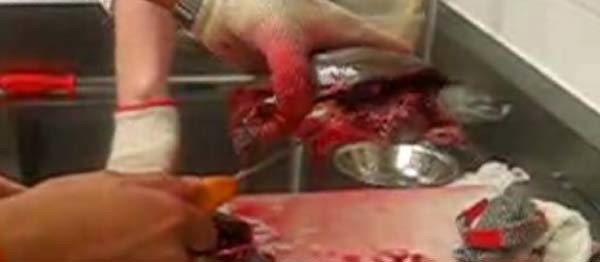 英國保育團體Viva也在網站上公布宰殺烏龜的血腥照片。 取自Viva官網