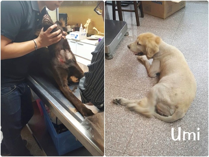 新進狗仔Rich配對成功後,捐了300 c.c.的血給黃金獵犬Umi。 Rich媽/提供