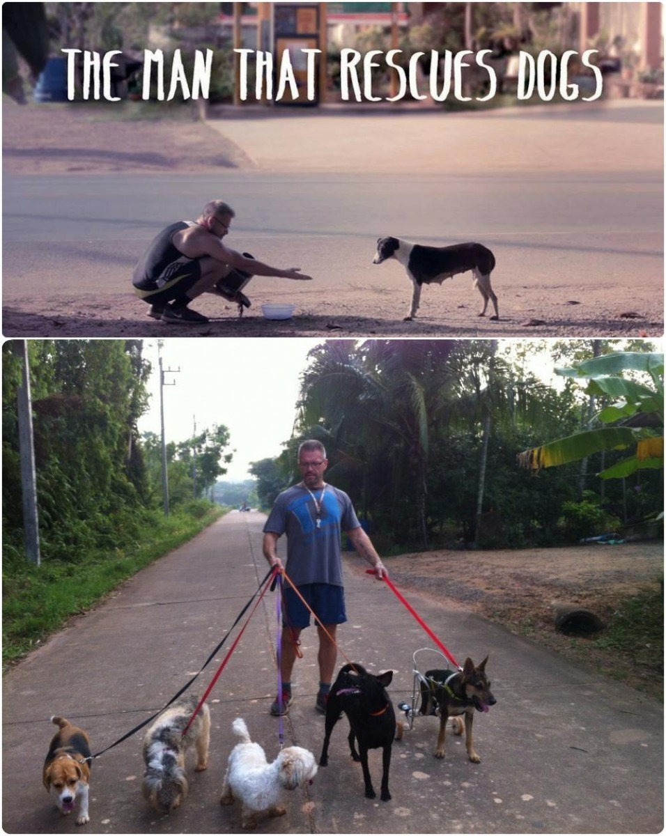 貝恩斯發現泰國對待流浪狗並不友善,而他也盡自己所能的收養無法在街頭存活的狗。 翻攝自The Dodo