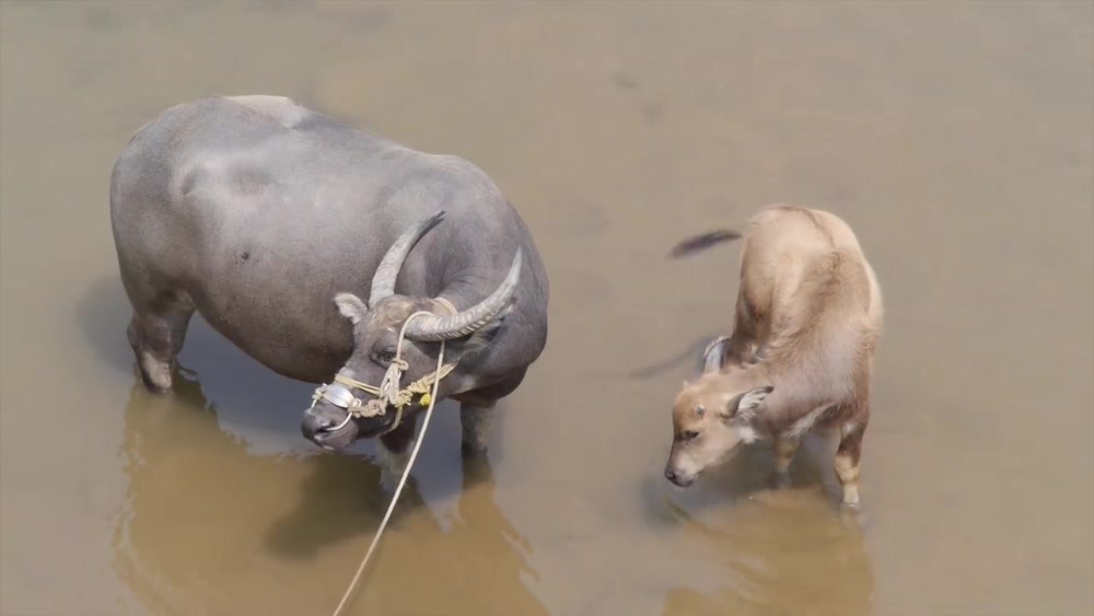 杜鵑颱風來襲，接連兩天新北市動保處兜接獲民眾通報，有動物受困沙洲。   新北市動保處/提供