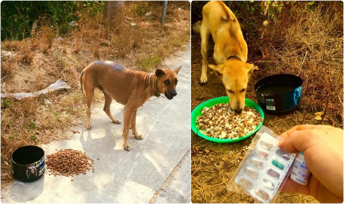 除了餵食飼料外,貝恩斯還會定期替浪浪驅蟲。 翻攝自The Dodo