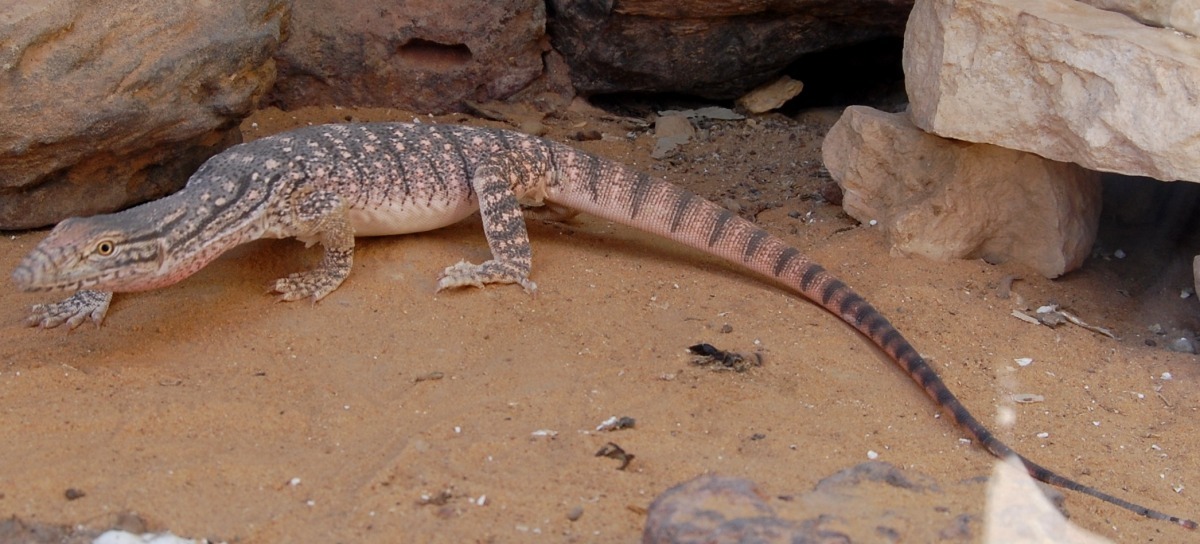 伊朗沙漠巨蜥(Iranian desert monitor lizards)。 取自網路