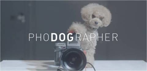 日本瑪氏寵物食品公司，日前拍攝一部毛孩替主人拍照的影片，相當感人。　取自Mars Japan